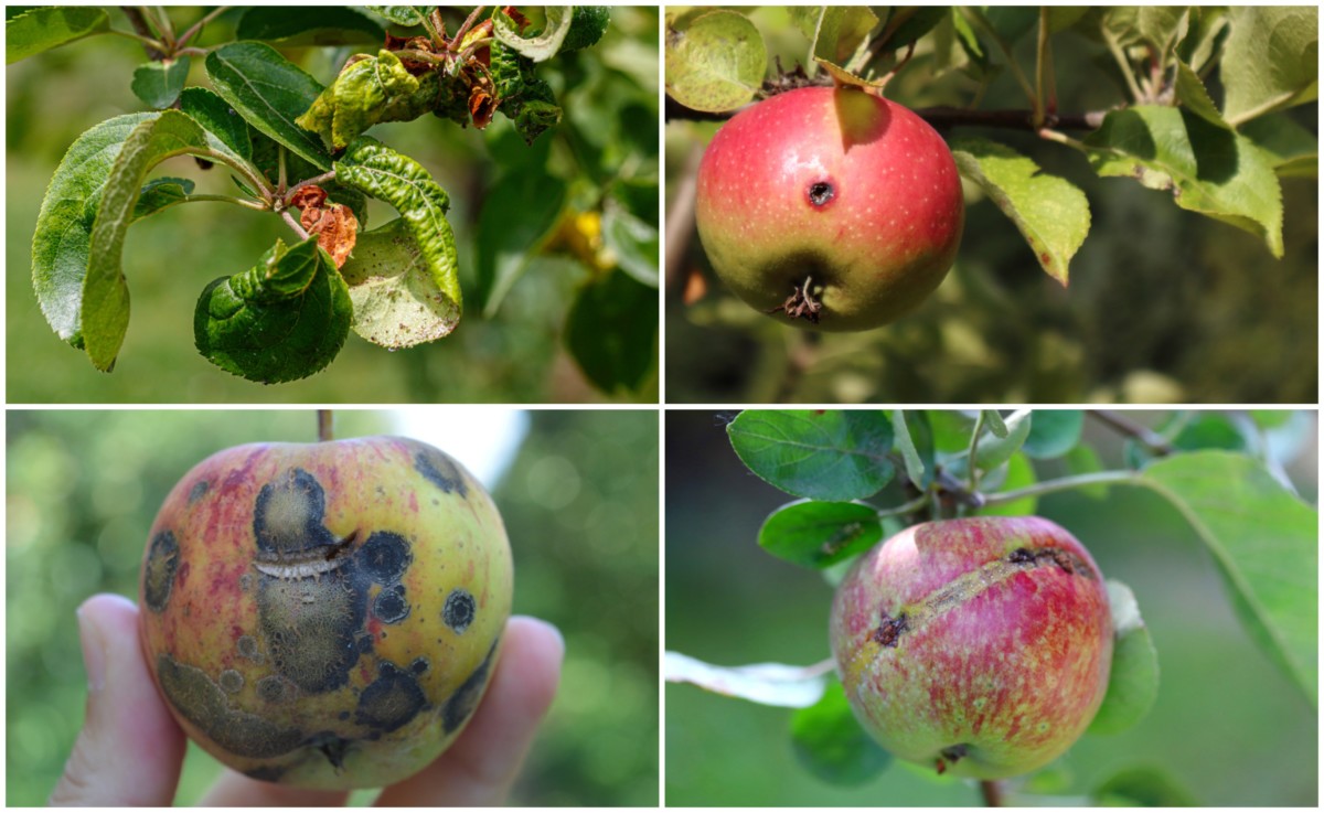 Michigan Apple and Crabapple Scab Treatment