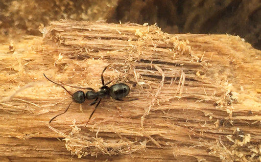 Carpenter Ants