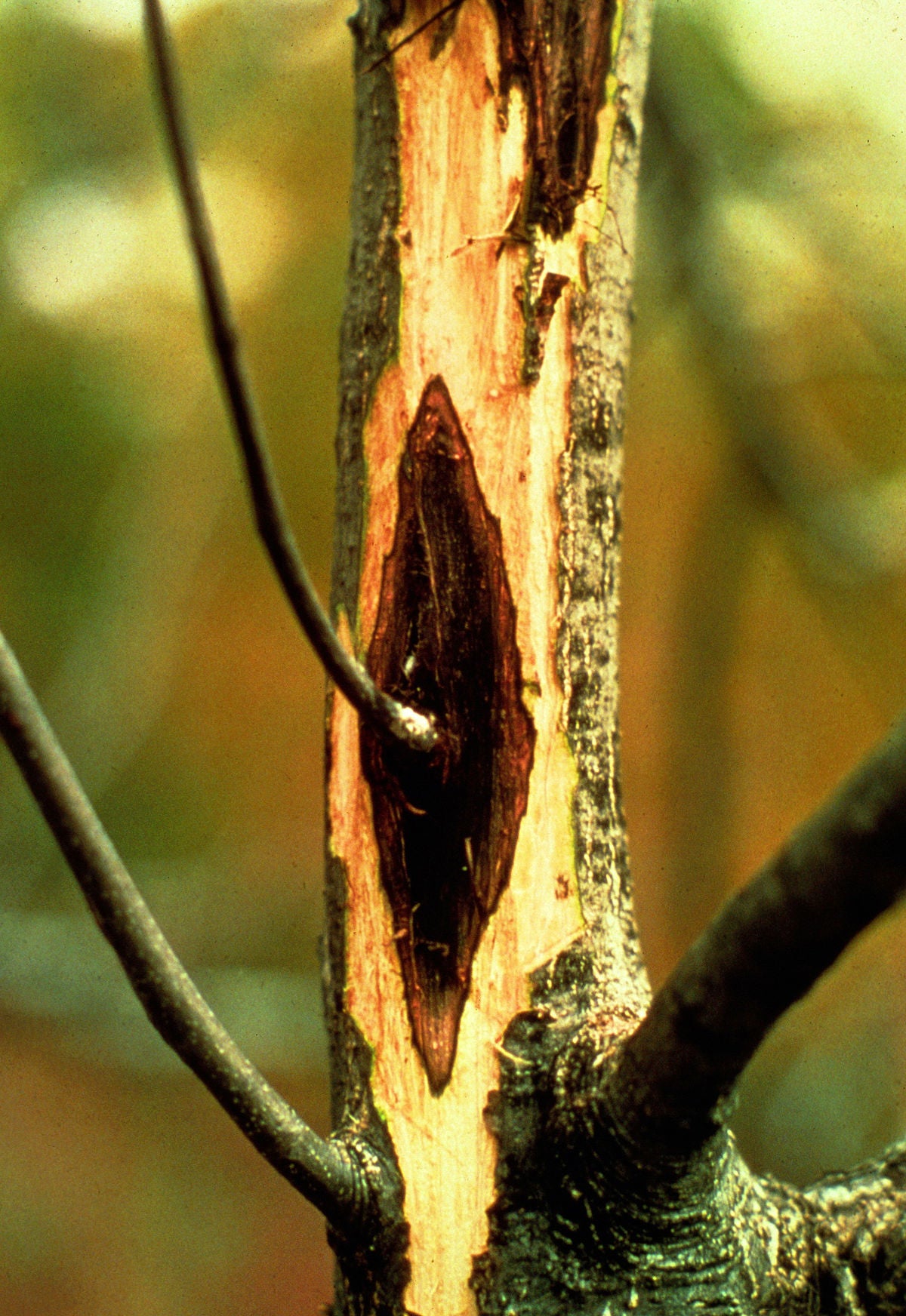 Tree Fungal Cankering Identification and Diagnosis