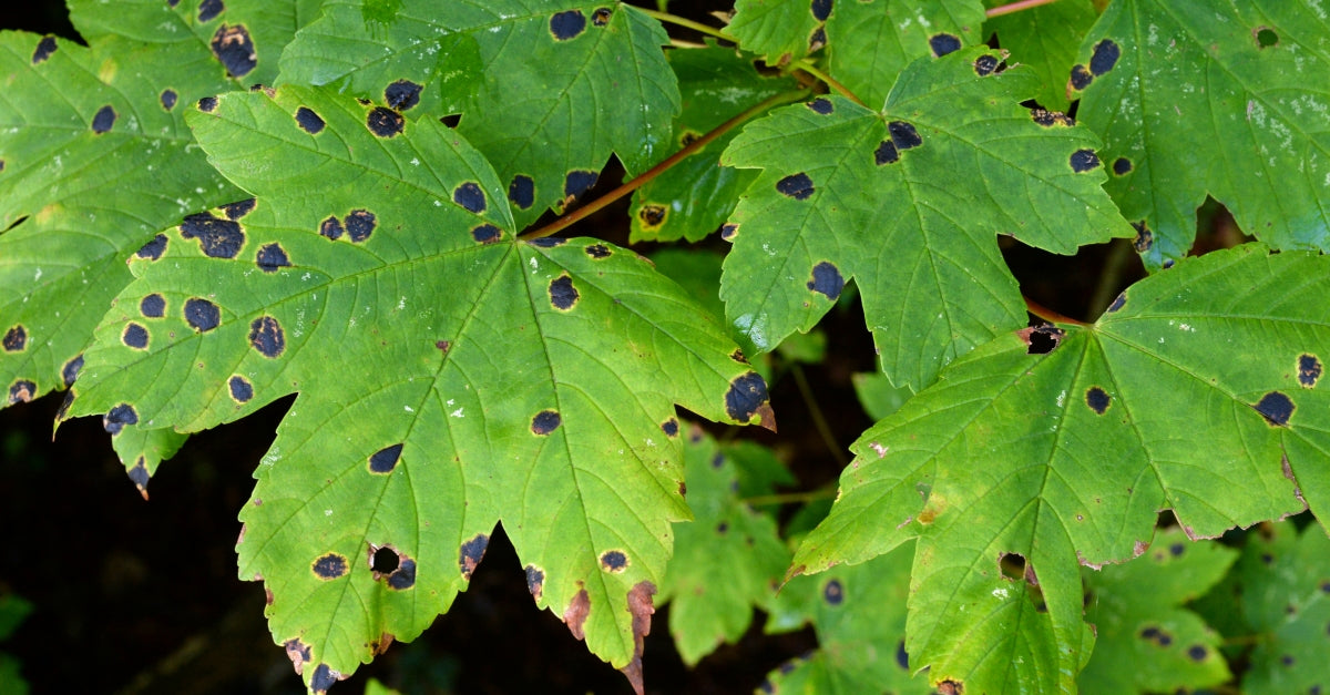 Maple Leaf Blister, Anthracnose & Spots