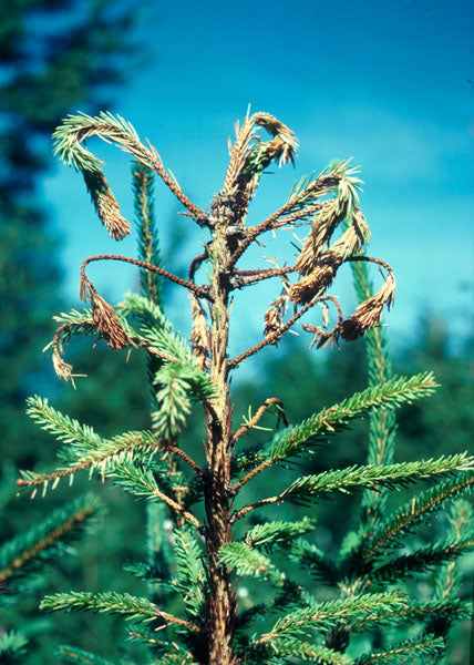 White Pine Weevil & Pine Collar Weevil Treatment