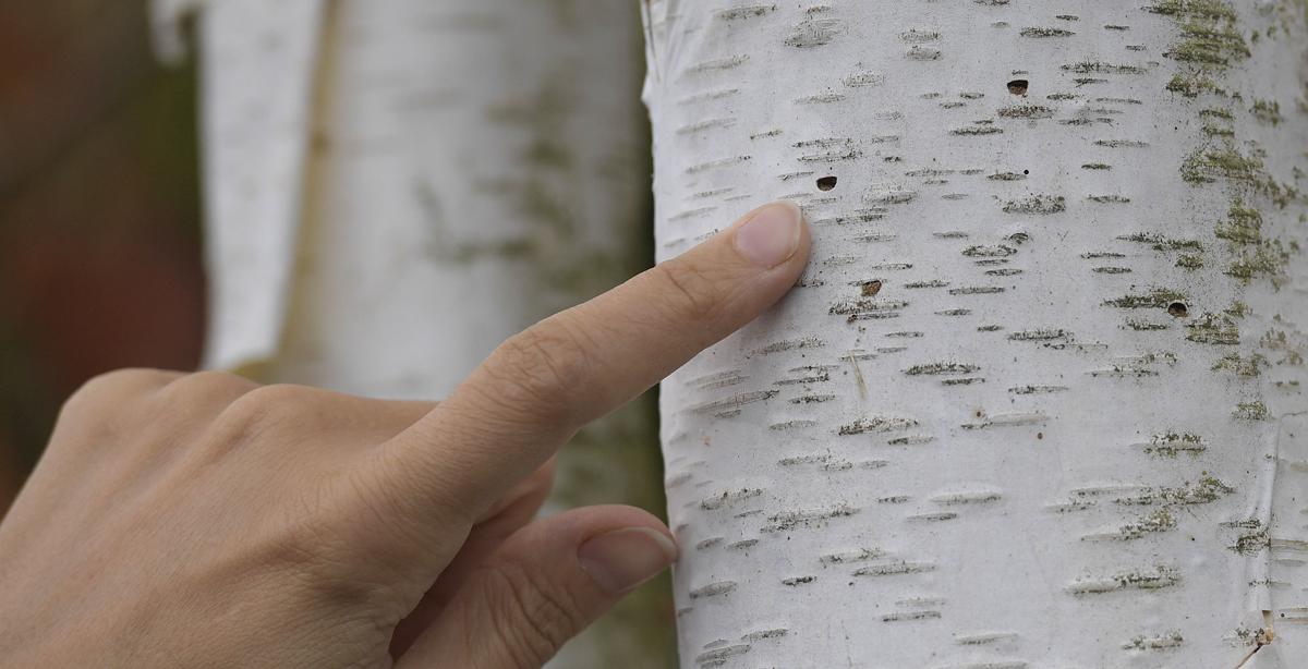 Bronze Birch Borer