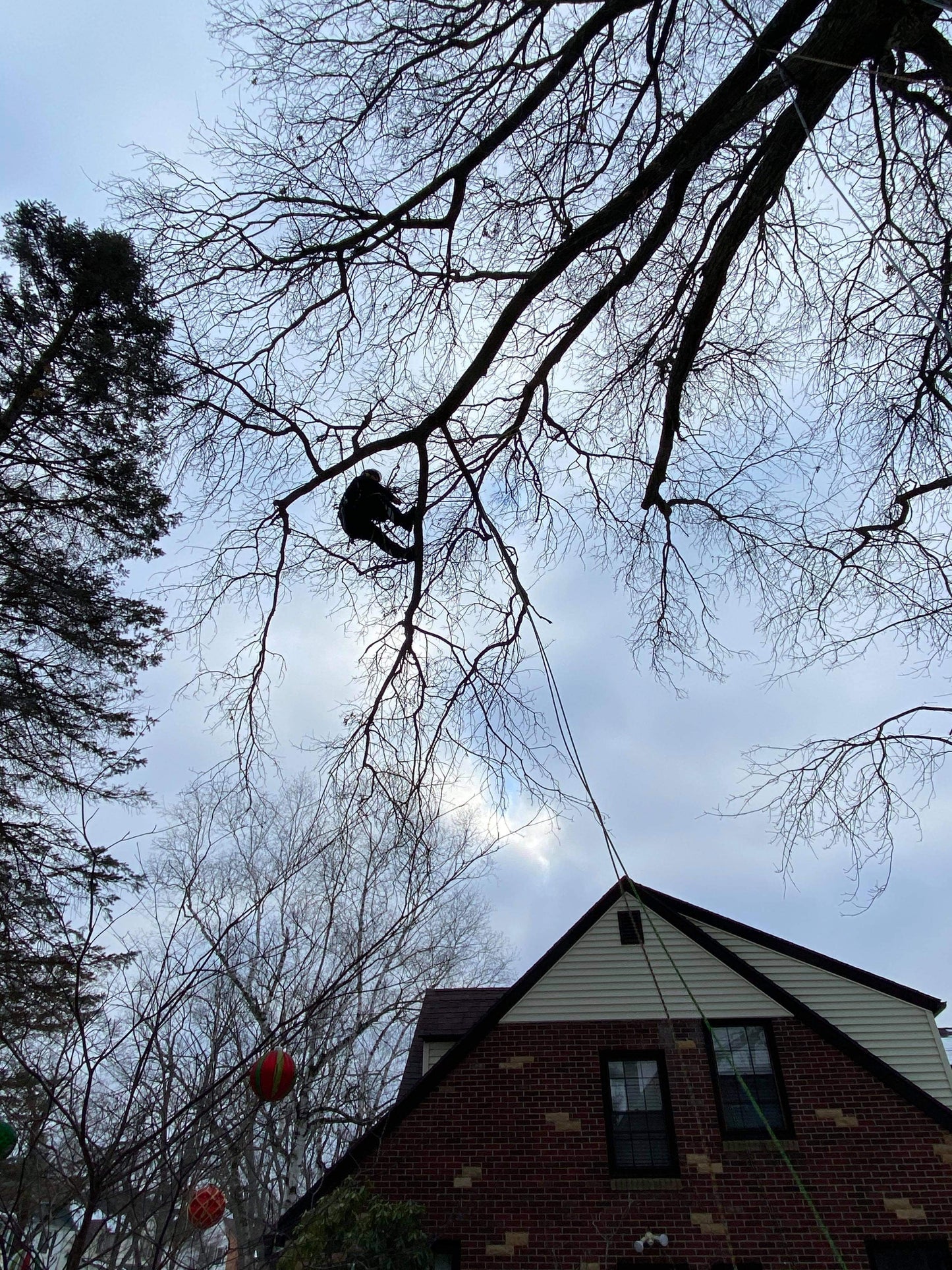 Tree Pruning Services