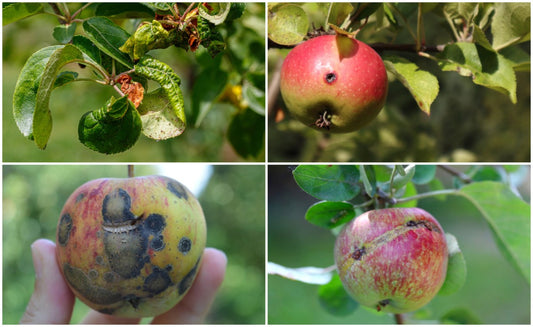 Michigan Apple and Crabapple Scab Treatment