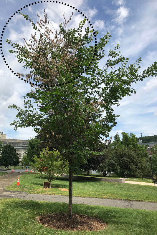 Dutch Elm Disease Treatment