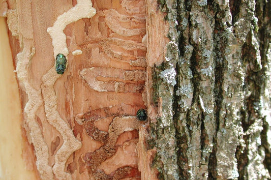 Emerald Ash Borer Treatment