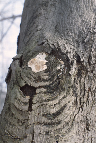Tree Fungal Cankering Identification and Diagnosis