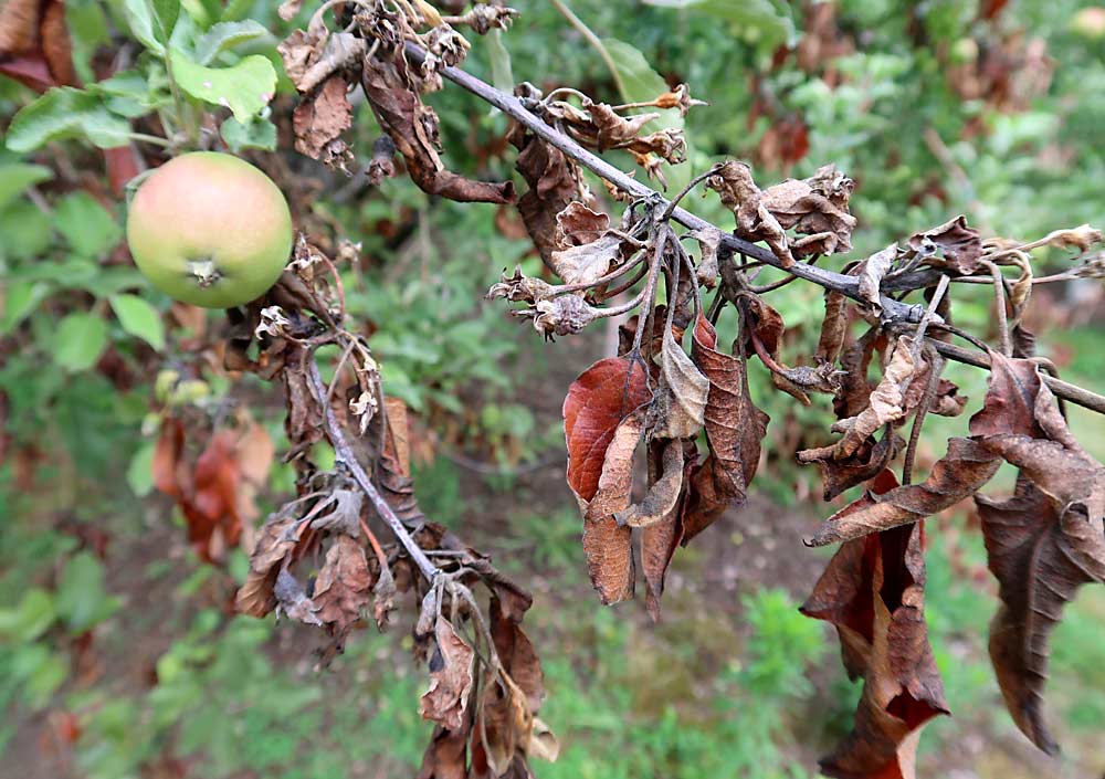 Fruit Tree Disease Treatments – Preservation Tree Care