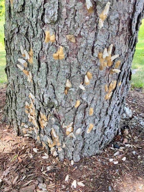 Gypsy Moth Treatments