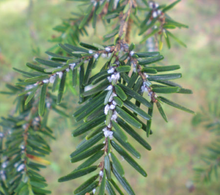 Hemlock Wooley Adelgid