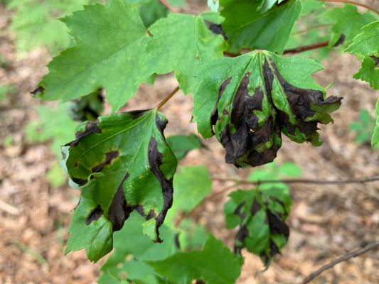 Maple Leaf Blister, Anthracnose & Spots