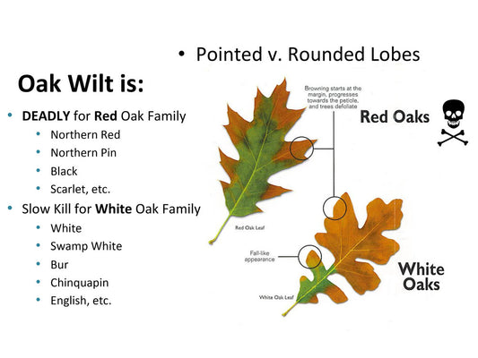Oak Wilt Treatments