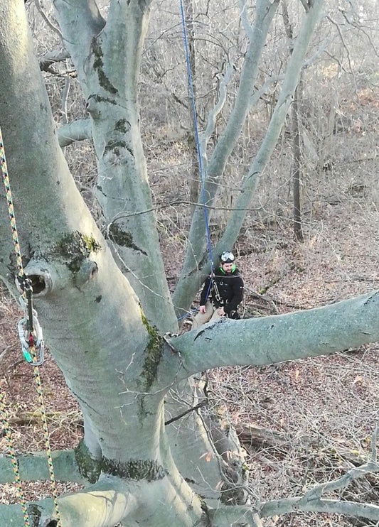 Tree Consultation Services