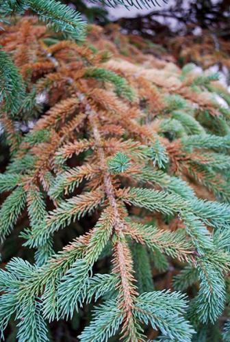 Spruce & Fur Decline from Needle-Cast Fungi