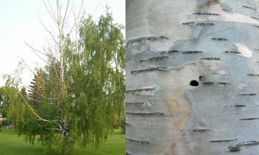 Bronze Birch Borer